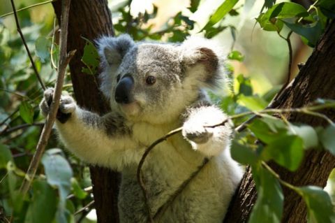 Eukalyptus - lahôdka pre koaly a pomocník v čase chrípok.